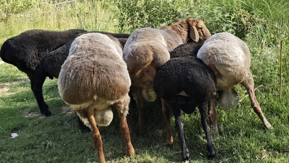 Куйлар 65-70 кг дан бошланади