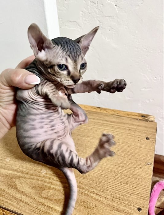 Продаются сфинксы  , девочки