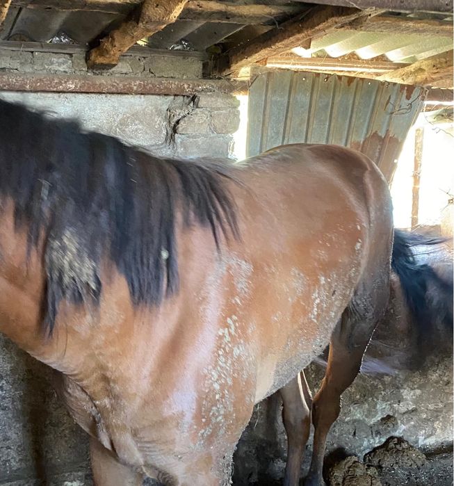 Продам жирных лошадей с откорма