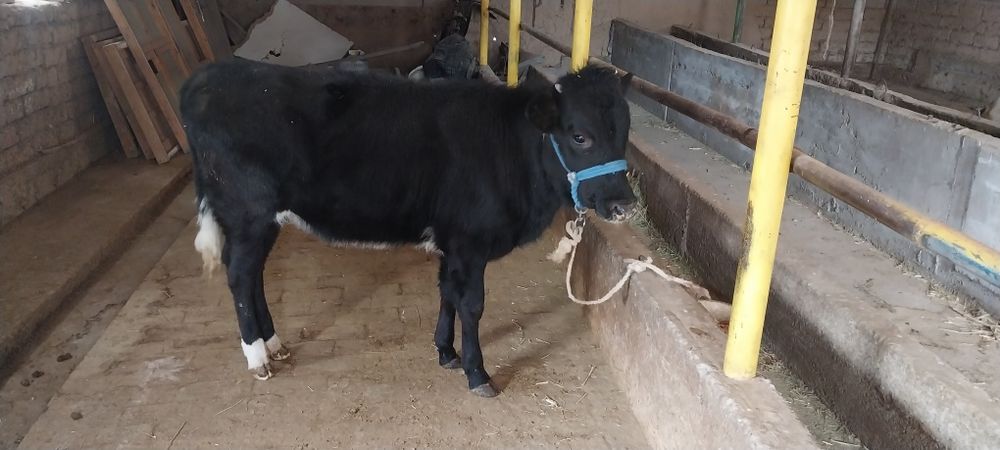 Ургочи бузок лар сотилади соглом иштаха зур