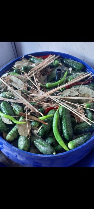 Castraveti murati in saramura ! Legume: castraveți