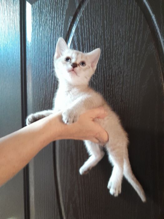 Маскарадная кошка