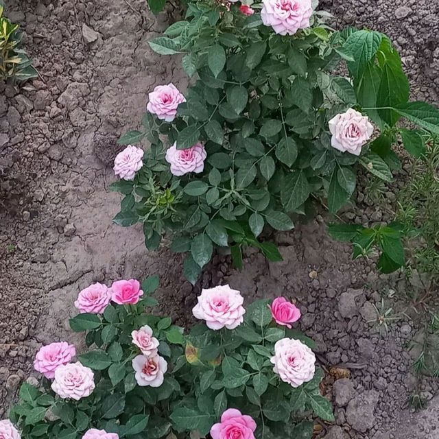 Karlikviy atirgul ko' chatlari sotiladi