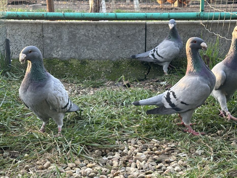 Porumbei voiajori Germani