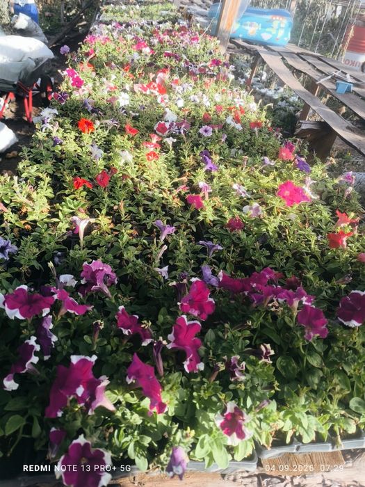 Находимся в макинске Продам рассаду петуния