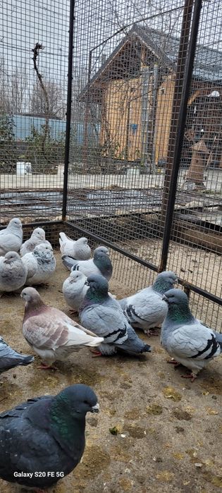 Porumbei standard românesc