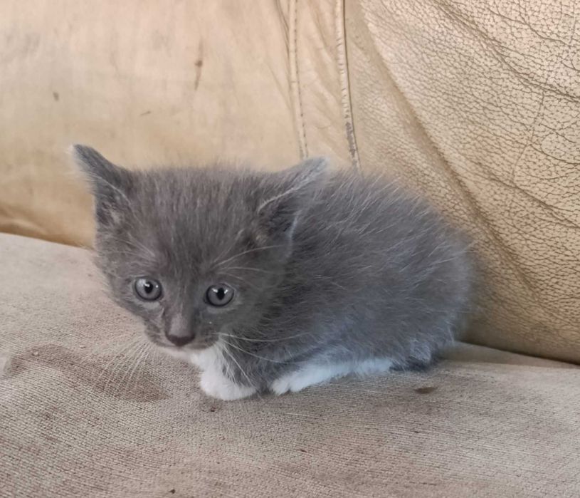 Котята, бесплатно