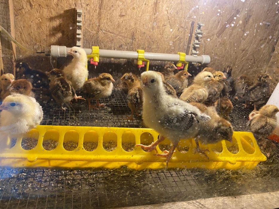 Домашние цыплята