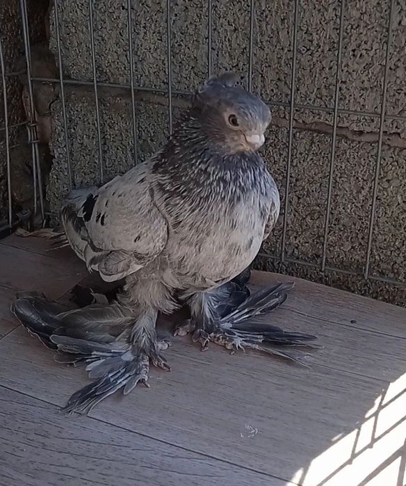 Голубка молодая челкарька