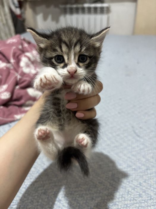 Котенок 1,5месяцев