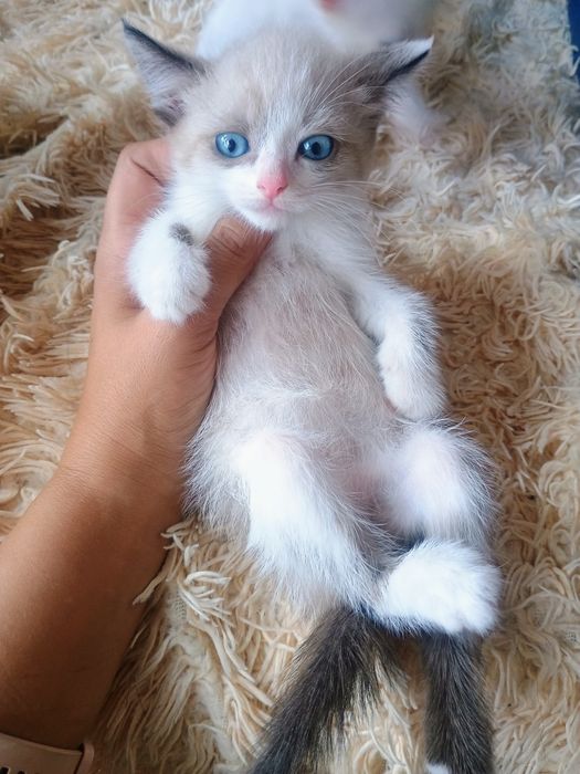 Отдам в добрые руки котят
