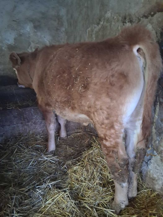 Vând doi tăurași rasă de Carne