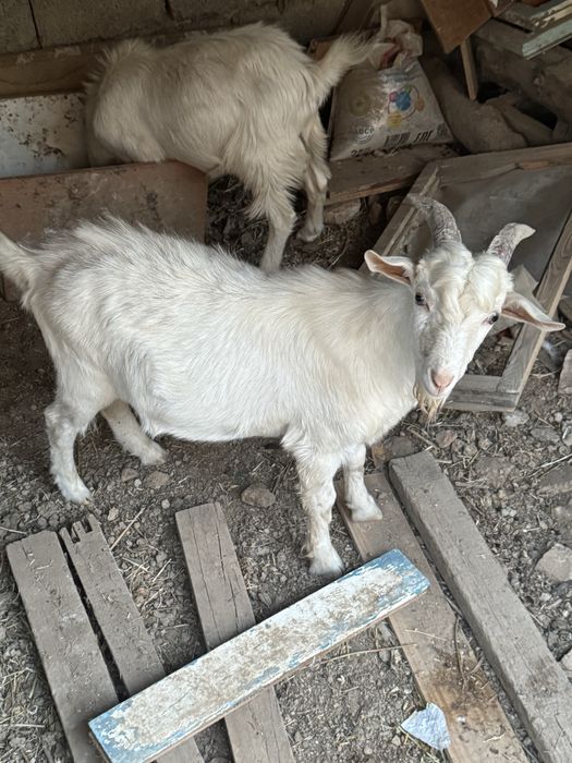 Ешки Козел ешкі теке