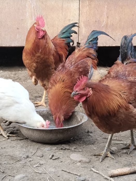 Продам петухов ..