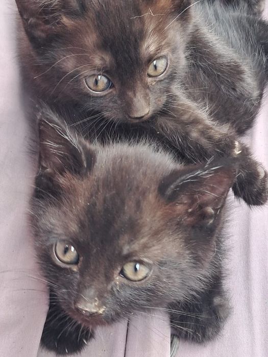Отдам котят даром