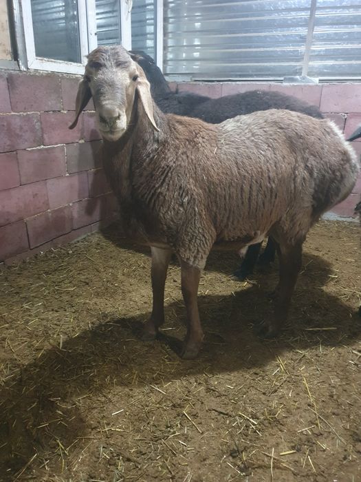 Продам кочкара арашан