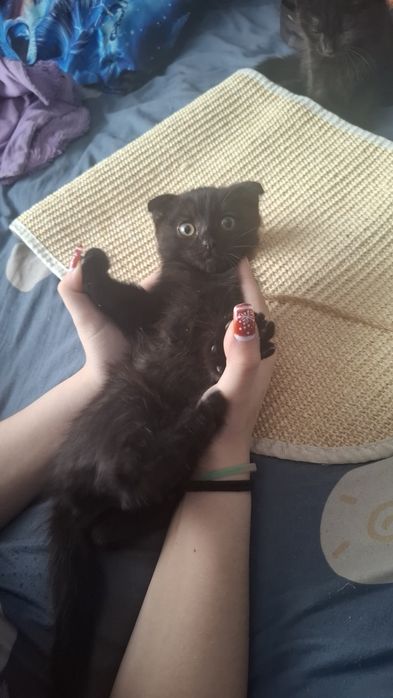 Отдам котенка мальчика