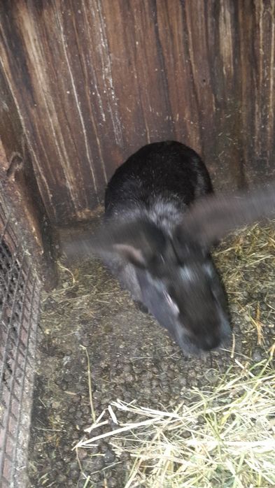 Iepuroice fluture german