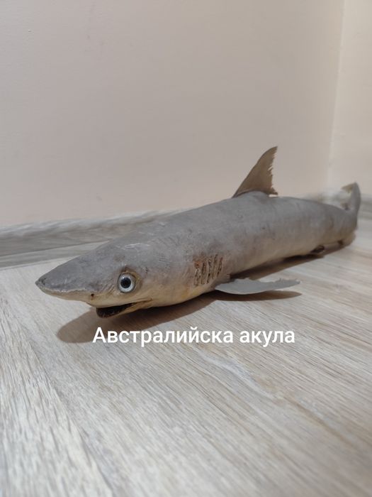 Антикварни чайници, препарирани акули