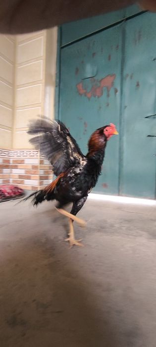 Dakan xoroz zot toza kars va vetnam