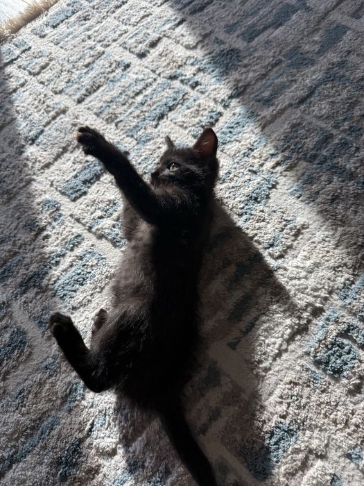 Отдам бесплатно