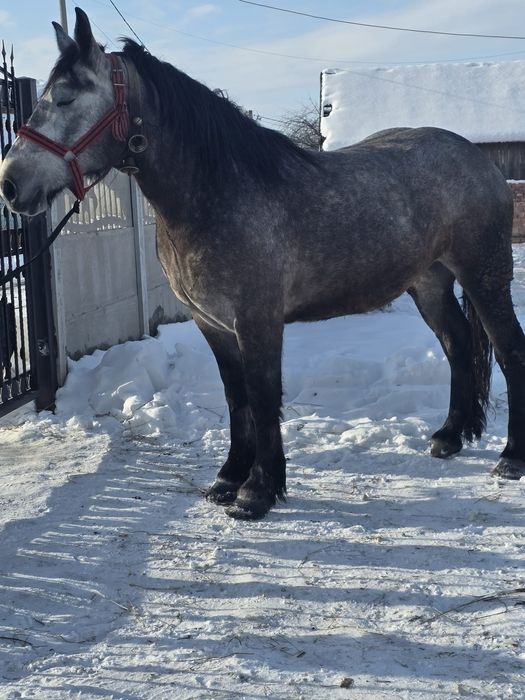 Vând mânză de 3 ani.