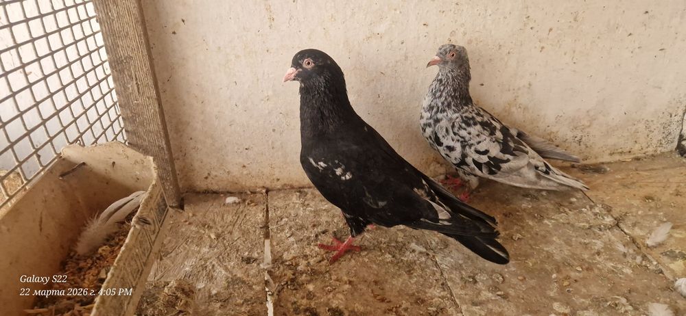 Челкари пара готовая.