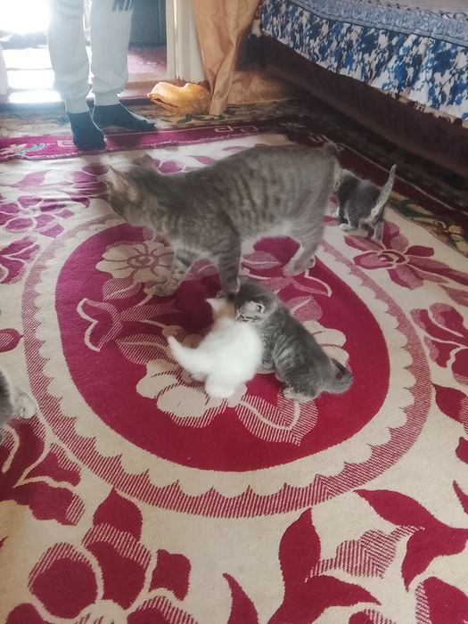 Котята народу не помню