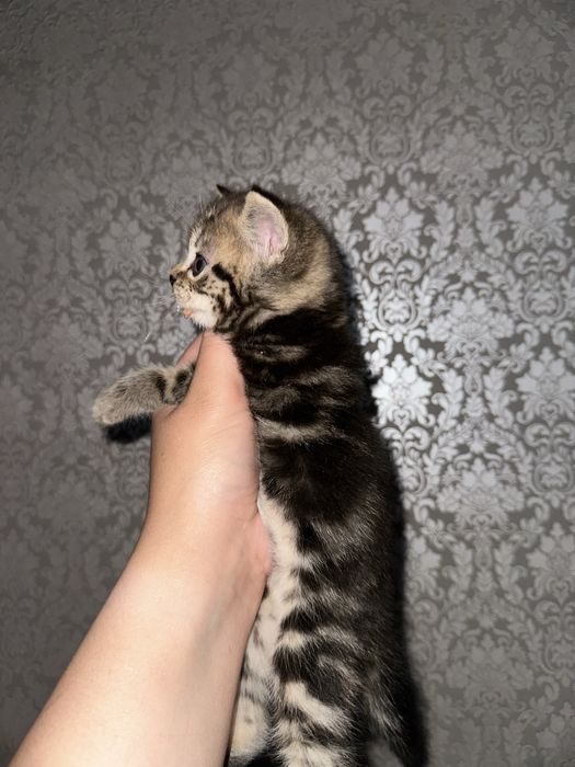 Шатландские котята