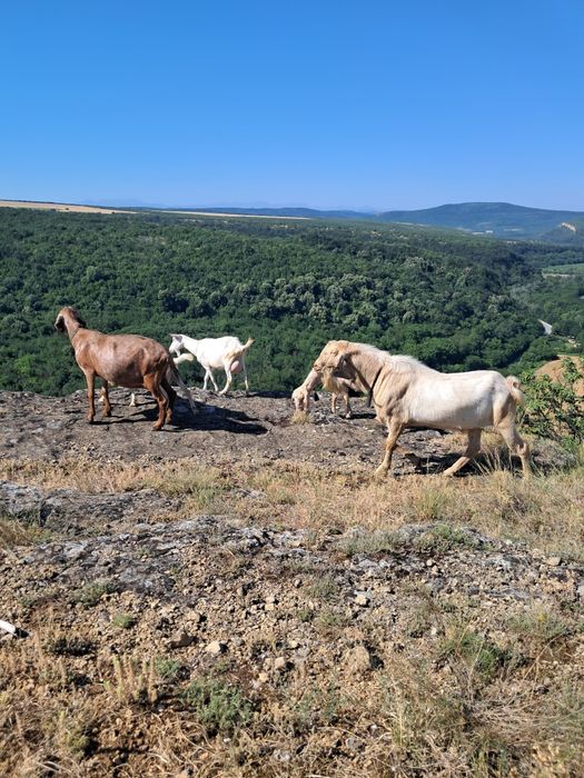 Домашно КОЗЕ  мляко,прясно сирене