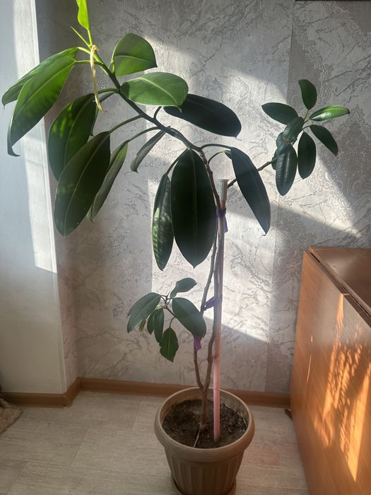 Продам цветы фикус