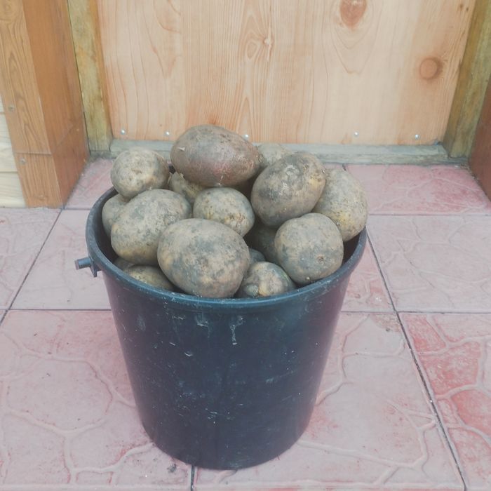 Продам картофель  12л..ведро 1600тенге