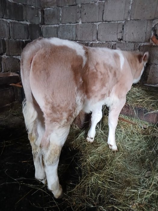 Vând tauras baltata romaneasca