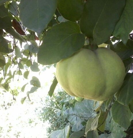 Продам саженцы