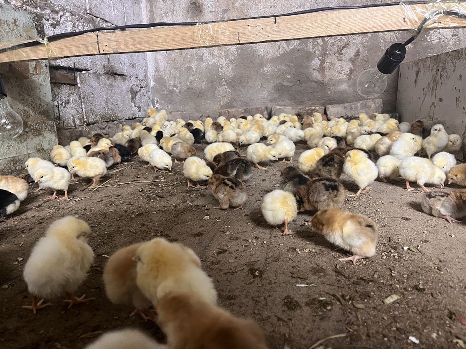 цыплята Адлерские