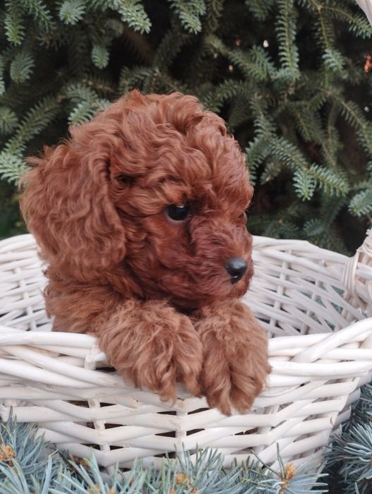 Той Пудел-poodle toy