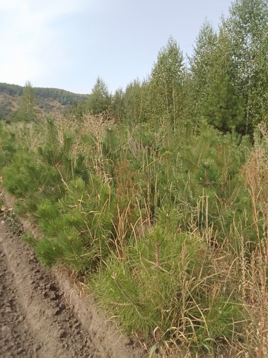 Сосна крымская 1,5-1,8 метра