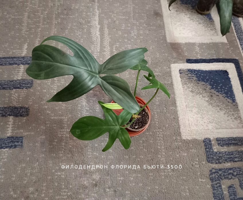 Филодендрон, растения, цветы