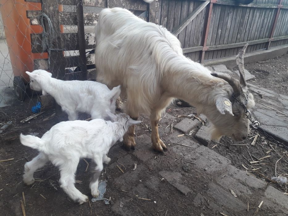 Vânt capră cu doi iezi