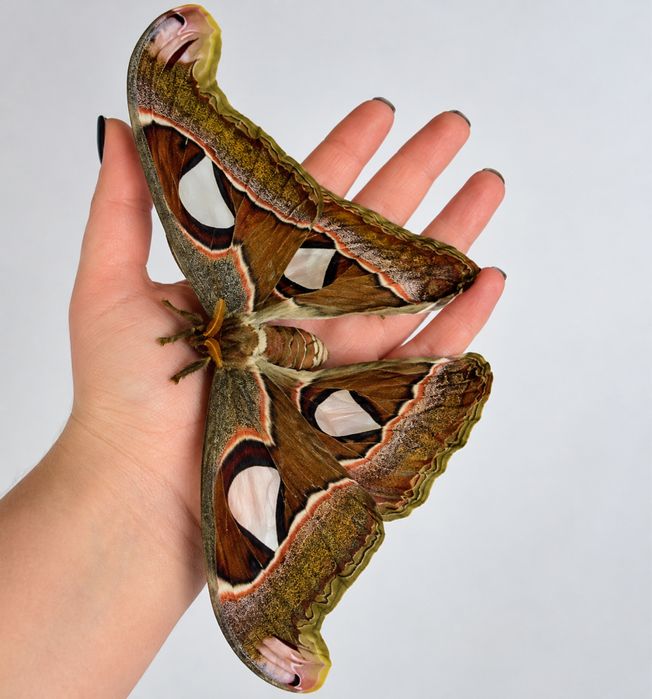 Coconi exotici Argema mimosae/Siproeta stelenes/Ceranchia apollina/Attacus atlas/Rothschildia lebeau/Mari molii din lume fluturi/Insecte De la 15 euro