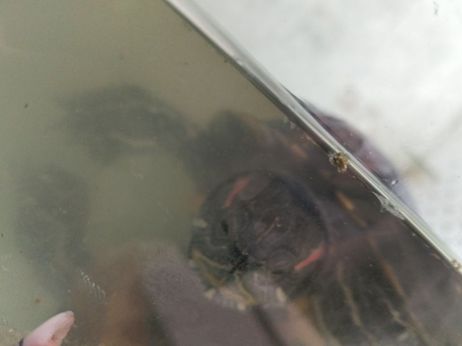 Черепаха краснуха