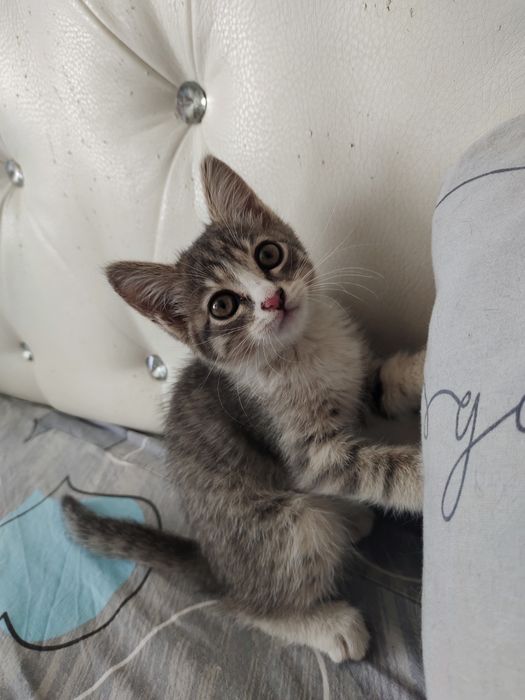 Отдам котенка в добрые руки