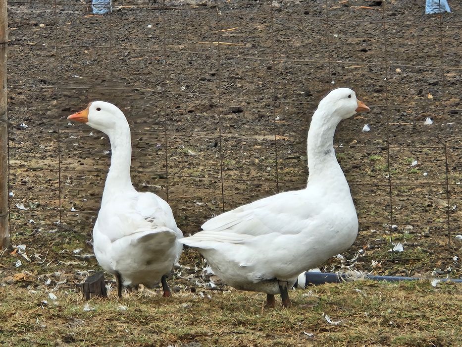 Продоются Гуси  линза