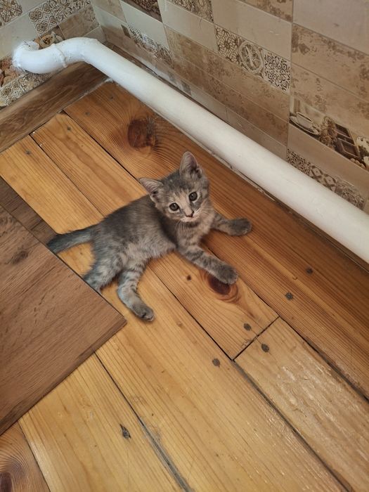 Котенок домашние