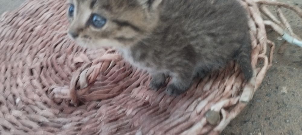 отдам котят в добрые руки