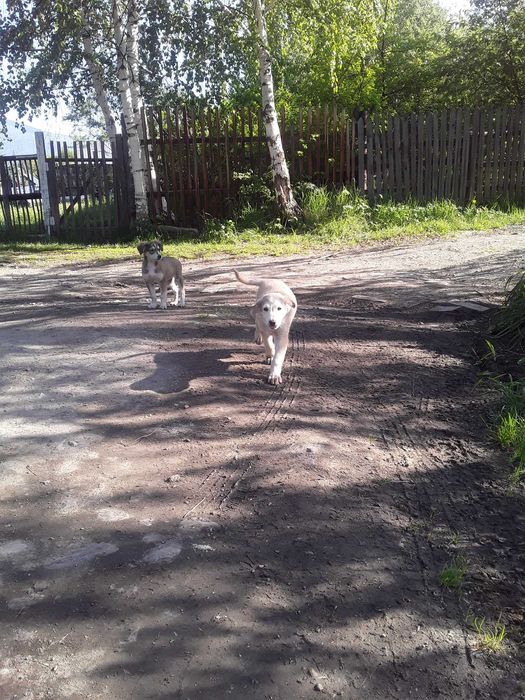 Отдам щенков породы Тазы