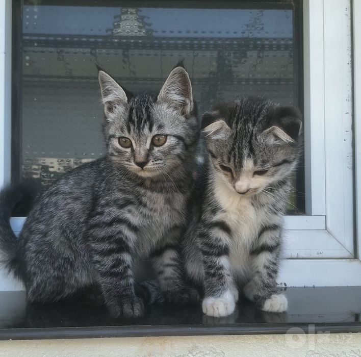 Scottish fold & scottish straight