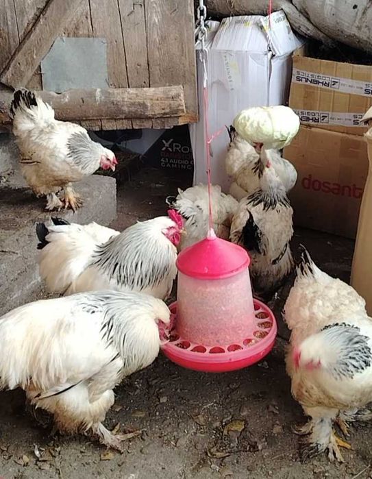 Vând ouă pentru incubat. Brahma.