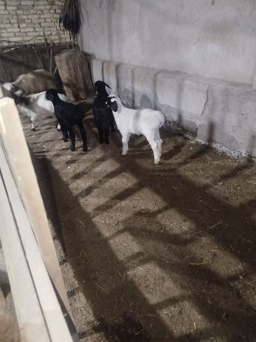 Она бола куйлар СОТИЛАДИ