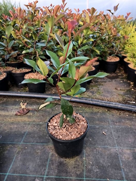 Photinia Red Robin, gard viu